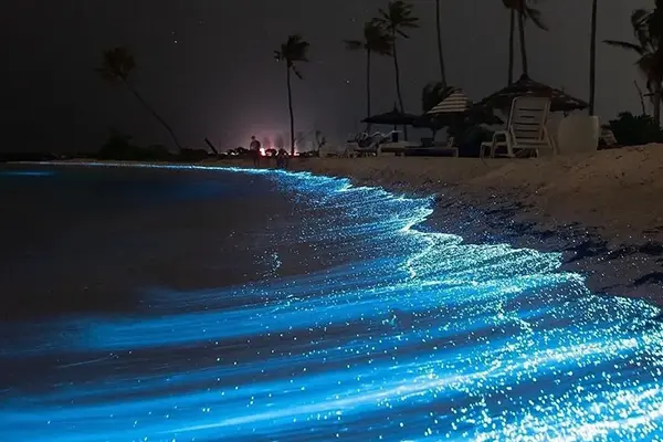 bioluminescence